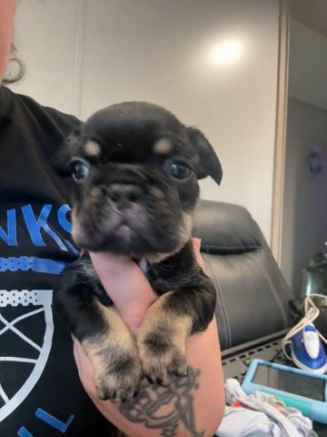French Bulldog in Pittsburgh, Pennsylvania