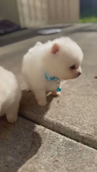 Baby Pomeranian in Santa Rosa, California