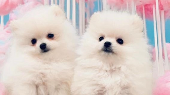 AKC White Pomeranian Boy in Charlotte, North Carolina