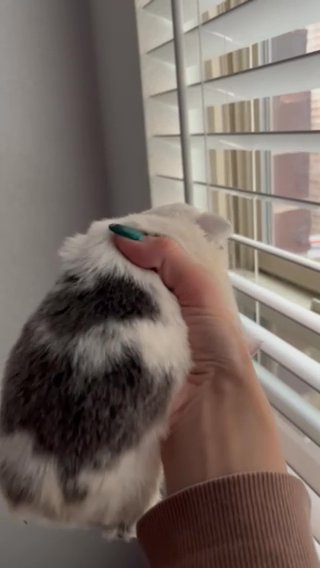 Fluffy Koi Boy in Dallas, Texas