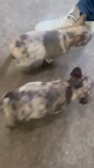 Akc French bulldog Male in Cleveland, Ohio
