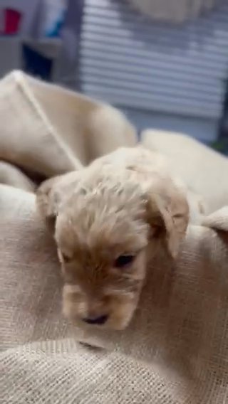 Standard Golden Doodles in Slidell, Louisiana