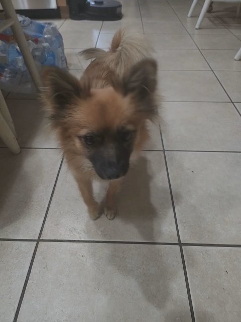 Pomchi in Brentwood, California