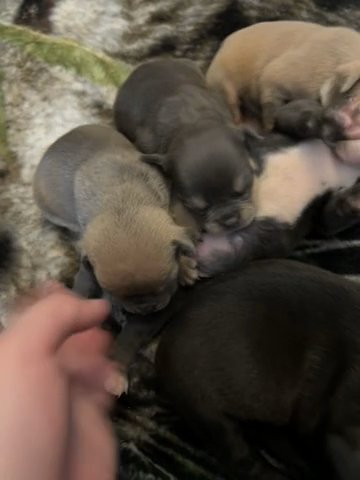 American Bully Puppies (ABKC} in Clovis, New Mexico