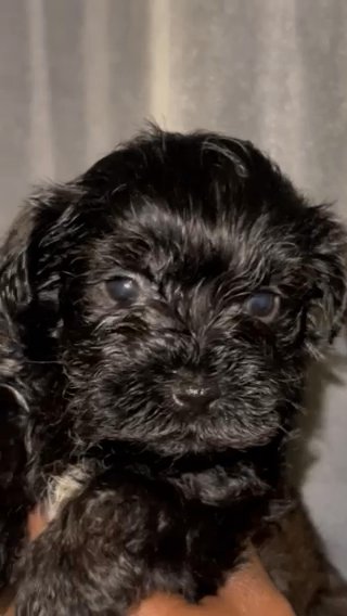 Yorkiepoos in Montgomery, Alabama