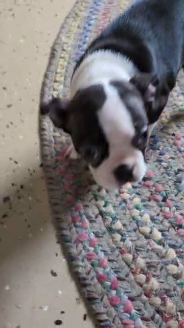 Carly (Boston Terrier) in Goshen, Indiana