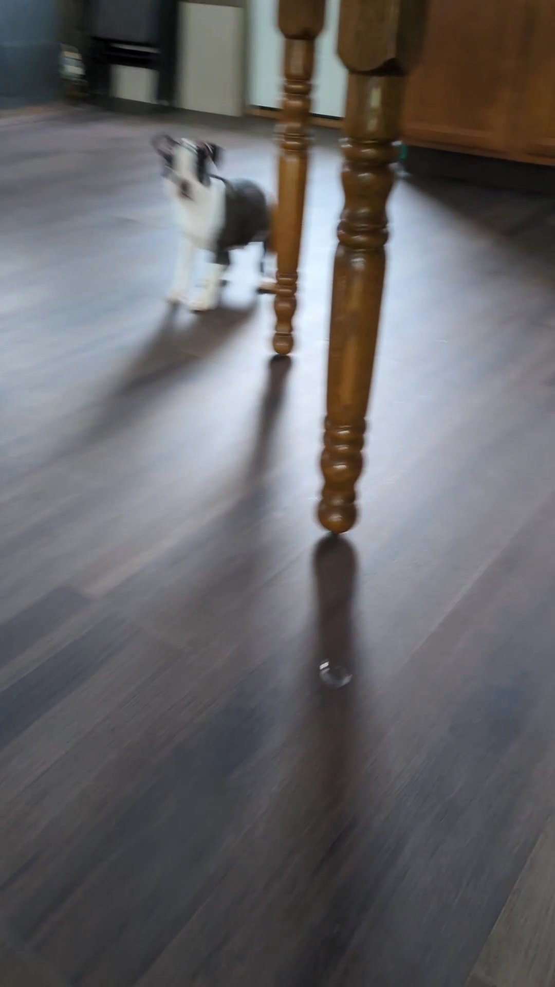 Charlie (Boston Terrier) in Goshen, Indiana