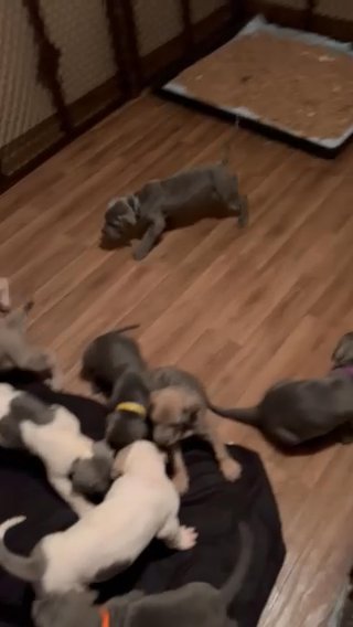 Great Dane in Syracuse, New York