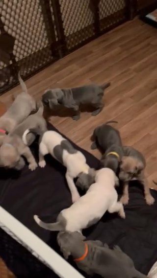 Great Dane in Syracuse, New York