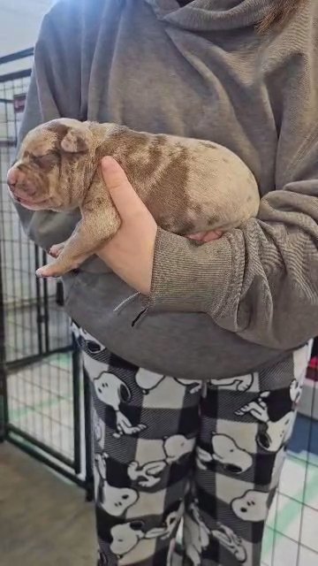 XL American Bully male in Greensboro, North Carolina