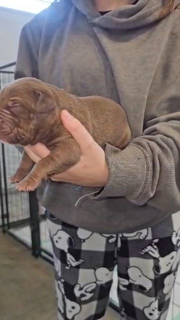 XL American Bully Male in Greensboro, North Carolina