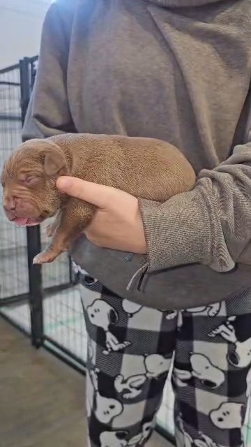 XL American Bully Male in Greensboro, North Carolina