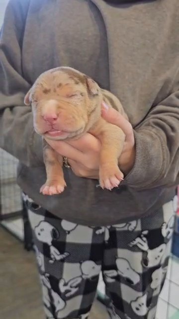 XL American Bully Female in Greensboro, North Carolina
