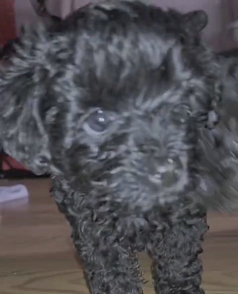 Male Yorkiepoo ( Black Collar) has no name yet in Hauppauge, New York