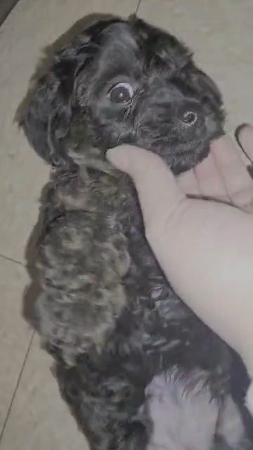 Male Yorkiepoo (no name yet) in Hauppauge, New York