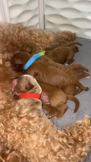 Multi Gen Petite Golden doodles in San Francisco, California