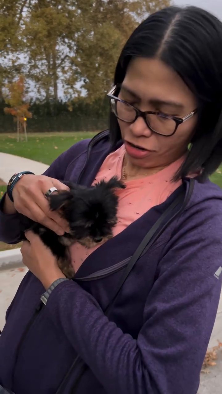 teacup Yorkie puppy in Houston, Texas