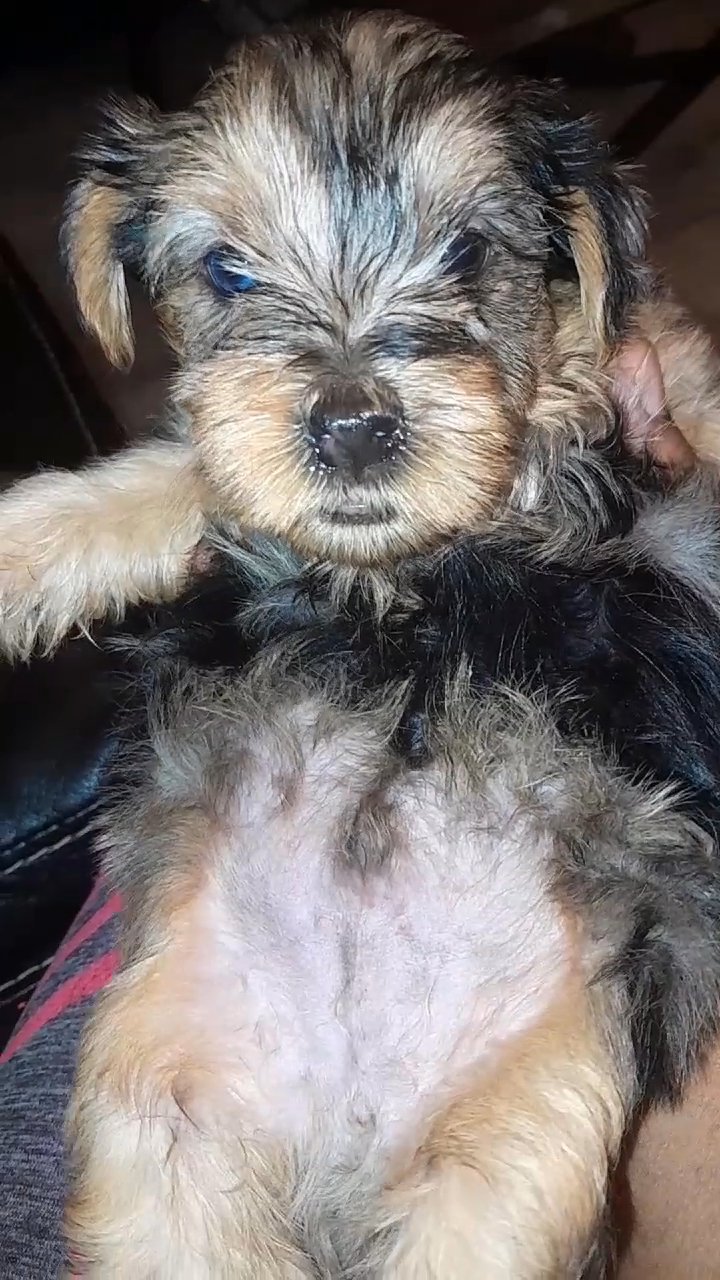 Yorkie male in Charlotte, North Carolina