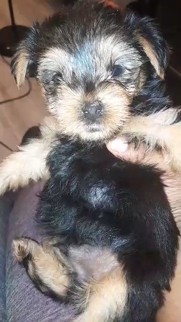 Male yorkie in Charlotte, North Carolina