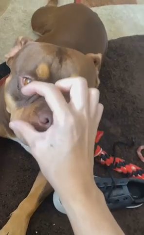 Chocolate Tri Female Bully ABKC registered in Stockton, California