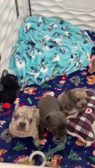 Male french bulldog in San Francisco, California