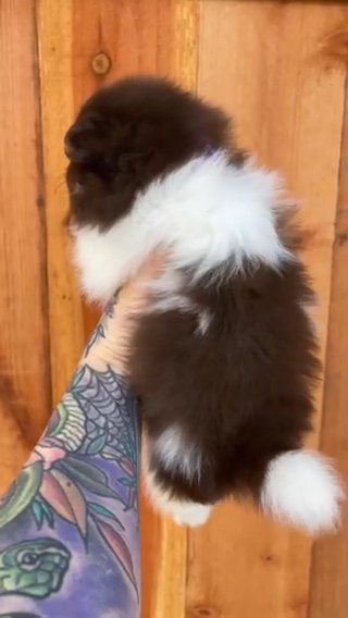 Pomeranian Female in San Francisco, California