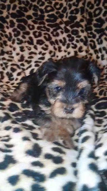 yorkie female in Charlotte, North Carolina
