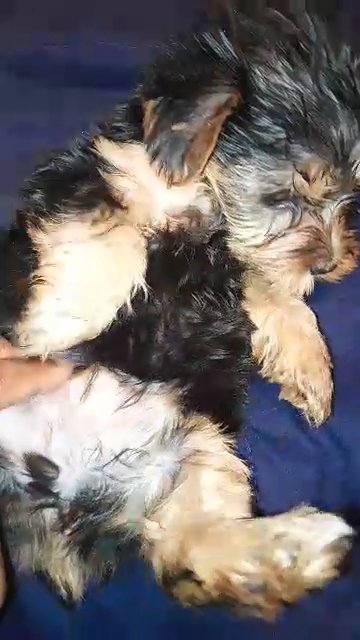 Minnie yorkie female in Charlotte, North Carolina