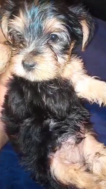 Male yorkie in Charlotte, North Carolina