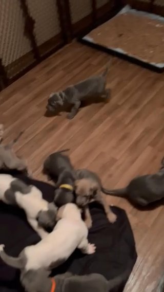 Great Dane in Syracuse, New York