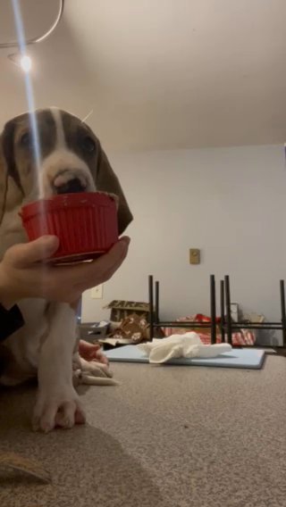 AKC Matches ? in Wallingford, Connecticut