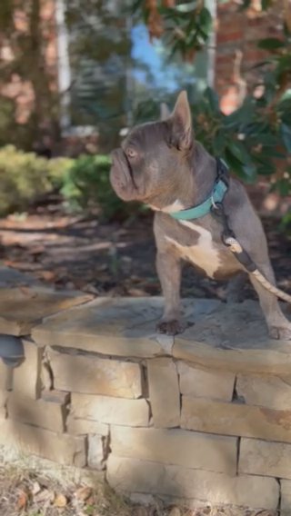 French Bulldog in Dallas, Texas