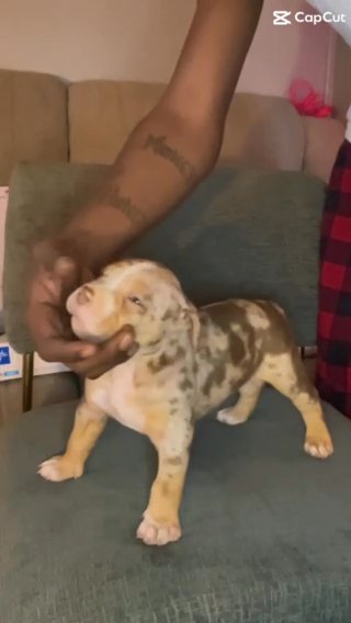 Chocolate-Tri Merle (Male) Available ✅ in South Bend, Indiana