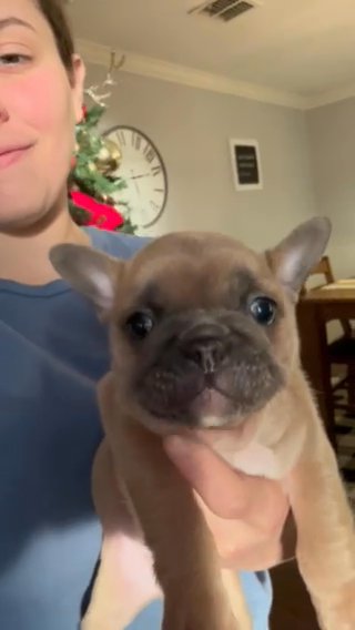 AKC French Bulldog Puppy in Dallas, Texas