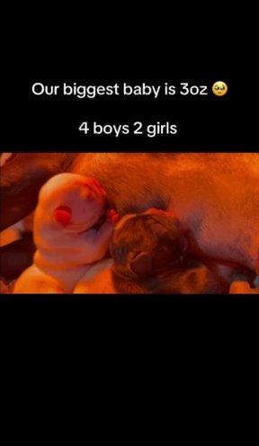 French Bulldog Pups in Sebring, Florida