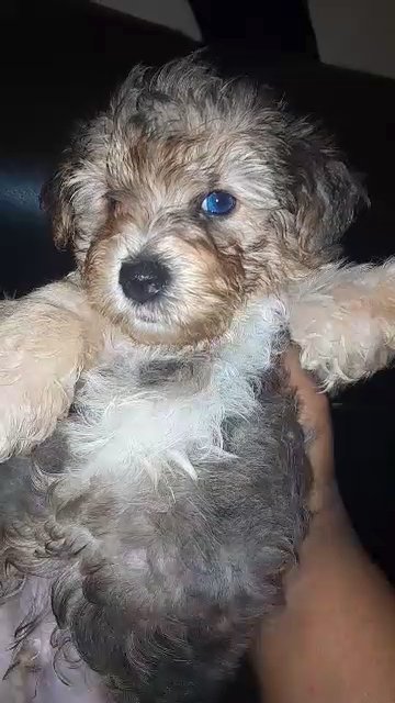 male yorkipoo in Charlotte, North Carolina