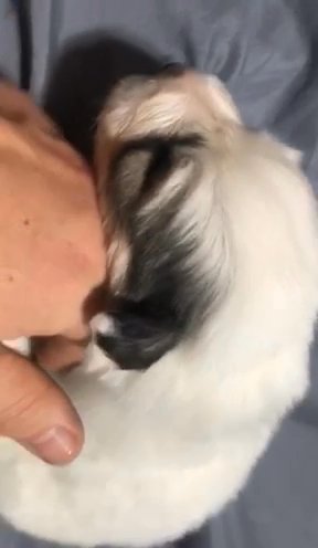 Pure Bred Great Pyrenees Pups in De Pere, Wisconsin
