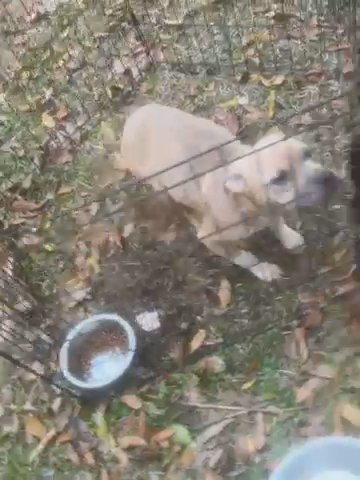 American Bully in Montgomery, Alabama