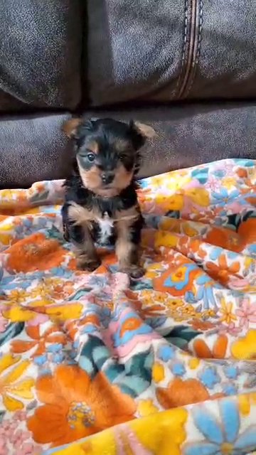 Male Yorkie Available in Petersburg, Virginia