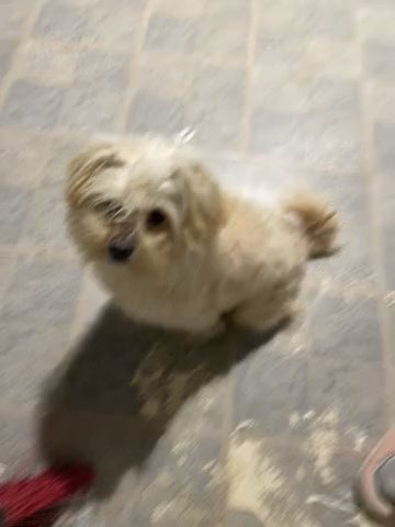 Maltese One Year Old Dog Named Cuco in Woodridge, Illinois