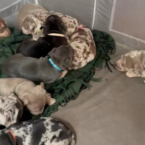 Xl American Bullies in Racine, Wisconsin
