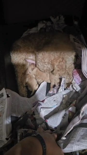 $1800  TOY POODLE BOYS WITH TAILS READY IN FEB  BROOKLYN  NYC in New York City, New York