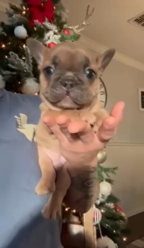 5 wk old French Bulldog Puppy in Dallas, Texas