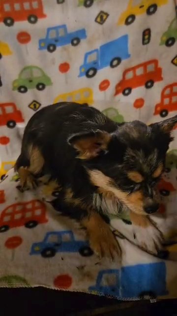 CHIHUAHUA BOY $950 LONGHAIR  BROOKLYN  NYC in New York City, New York