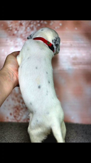 Xayied, Female Dalmation in Lebanon, Ohio