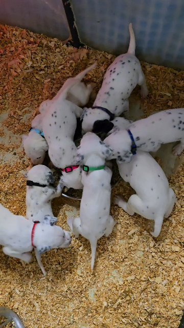 Cairon, Male Dalmatian in Lebanon, Ohio