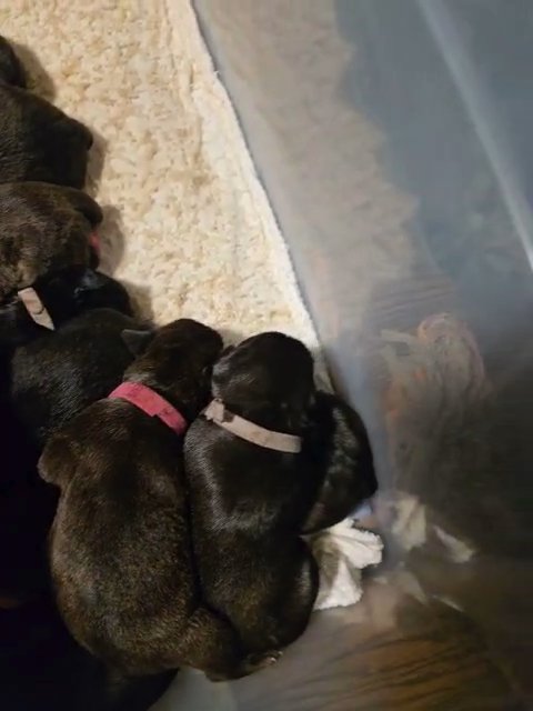 Cane Corso (Blacks and Tigratos) in Clarksville, Tennessee