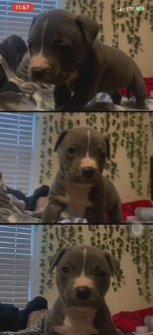 Xl bully / Pit in Dallas, Texas