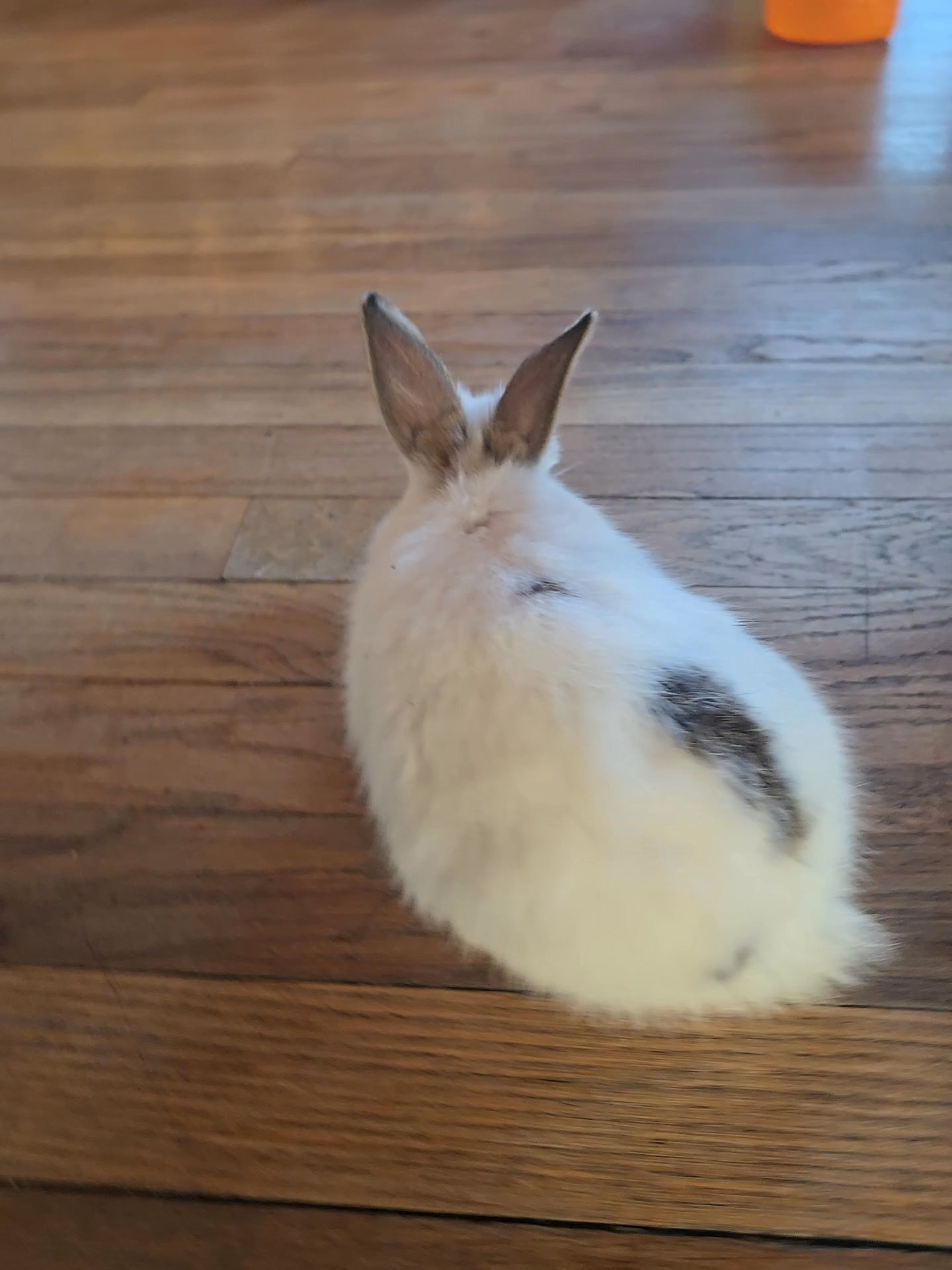 minny rabbit in Waterbury, Connecticut