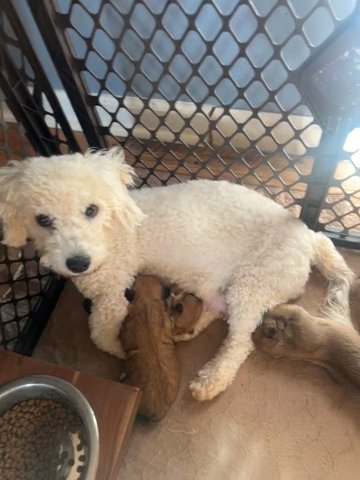 Yorkichon (Yorkie X Bichon Frise) in Newton, North Carolina